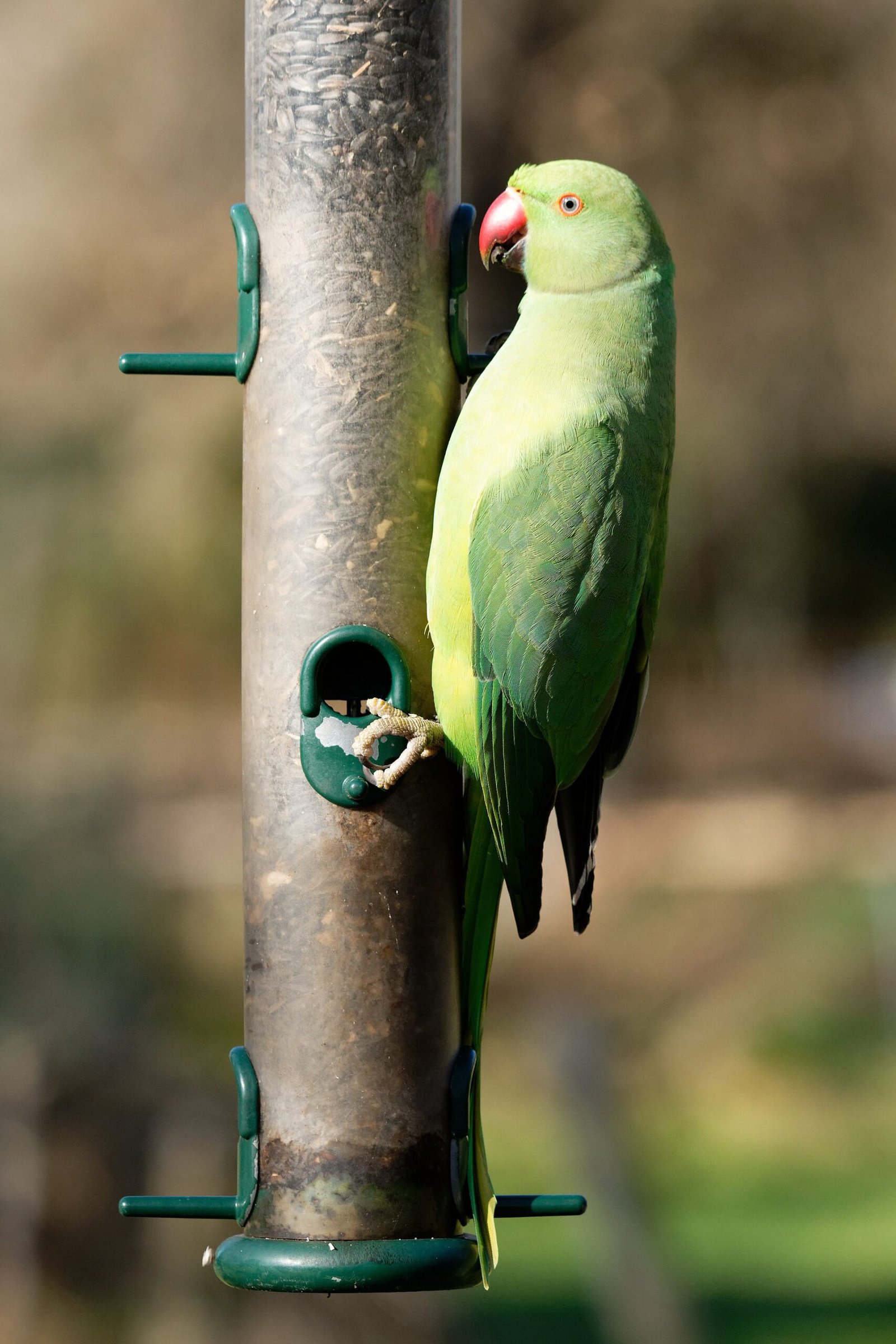 Ring Neck — foto de referência