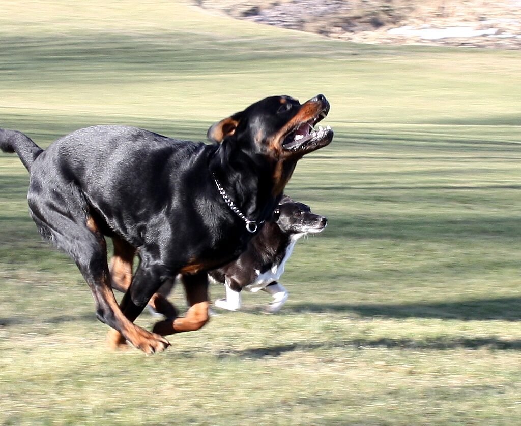 Rottweiler
