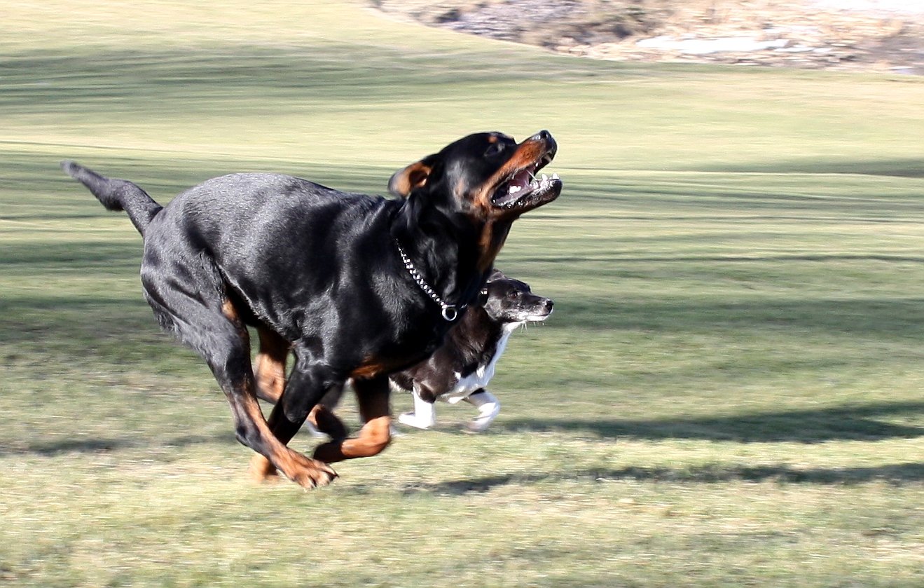 Rottweiler — foto de referência