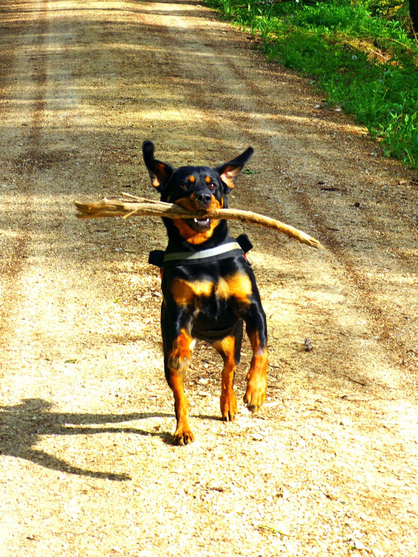 Rottweiler — foto de referência