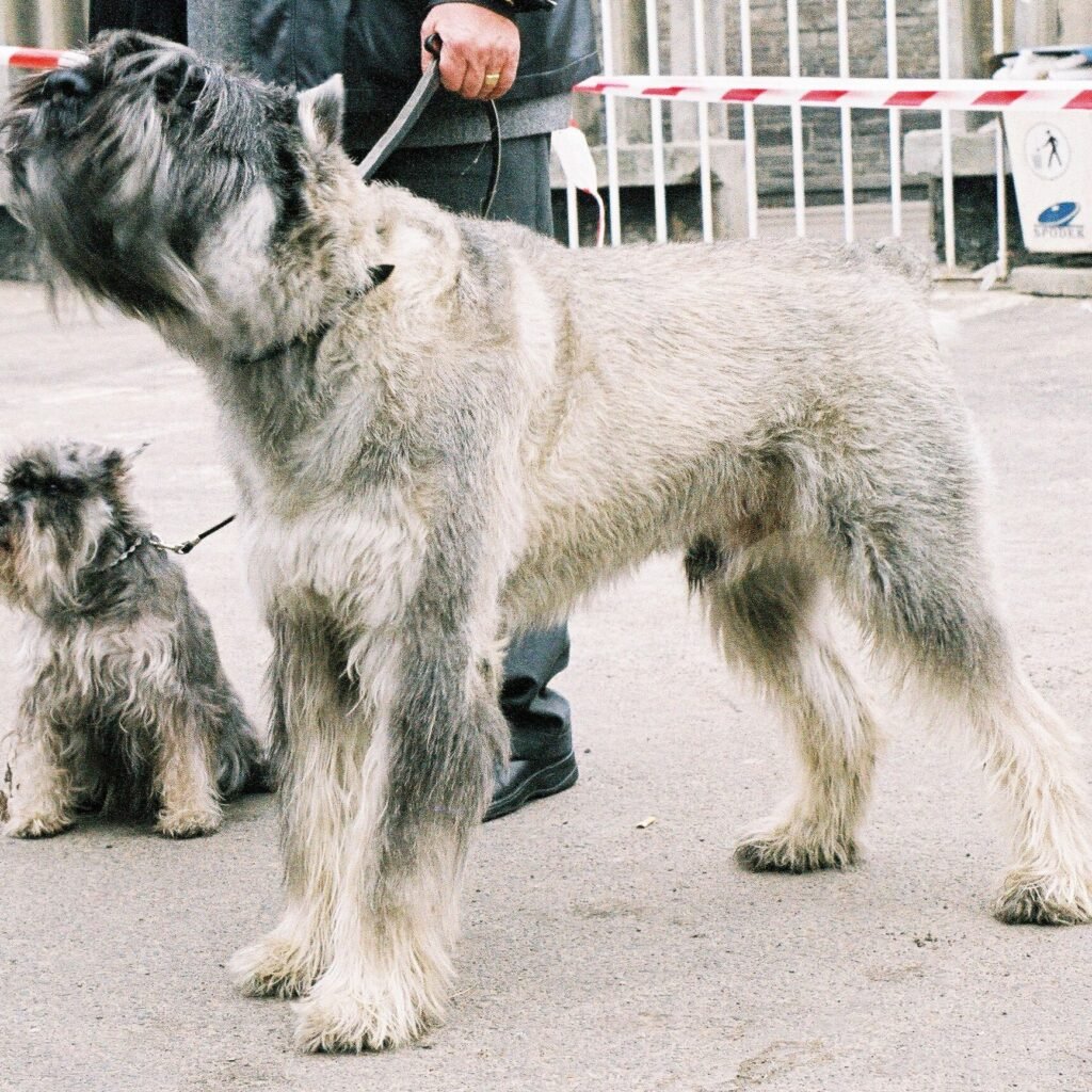 Schnauzer Miniatura