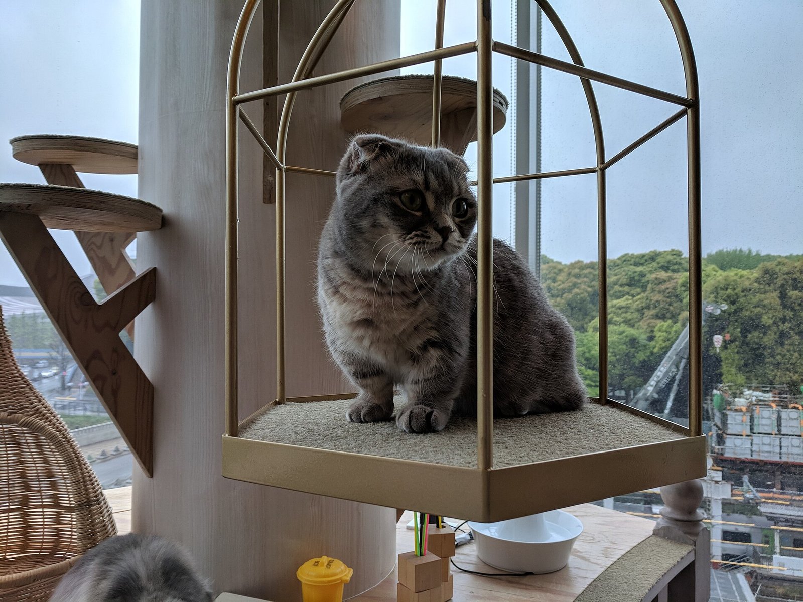 Scottish Fold — foto de referência