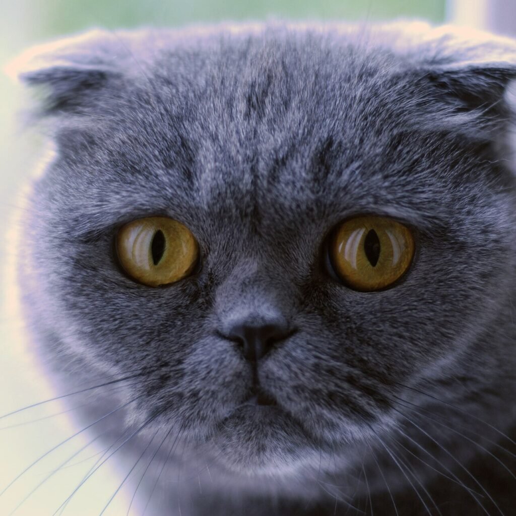 Scottish Fold