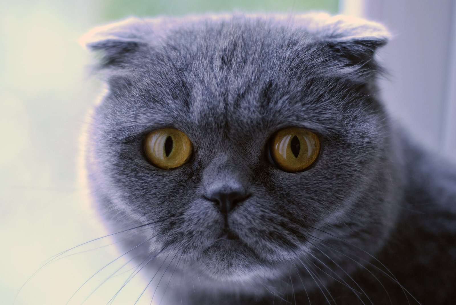 Scottish Fold — foto de referência