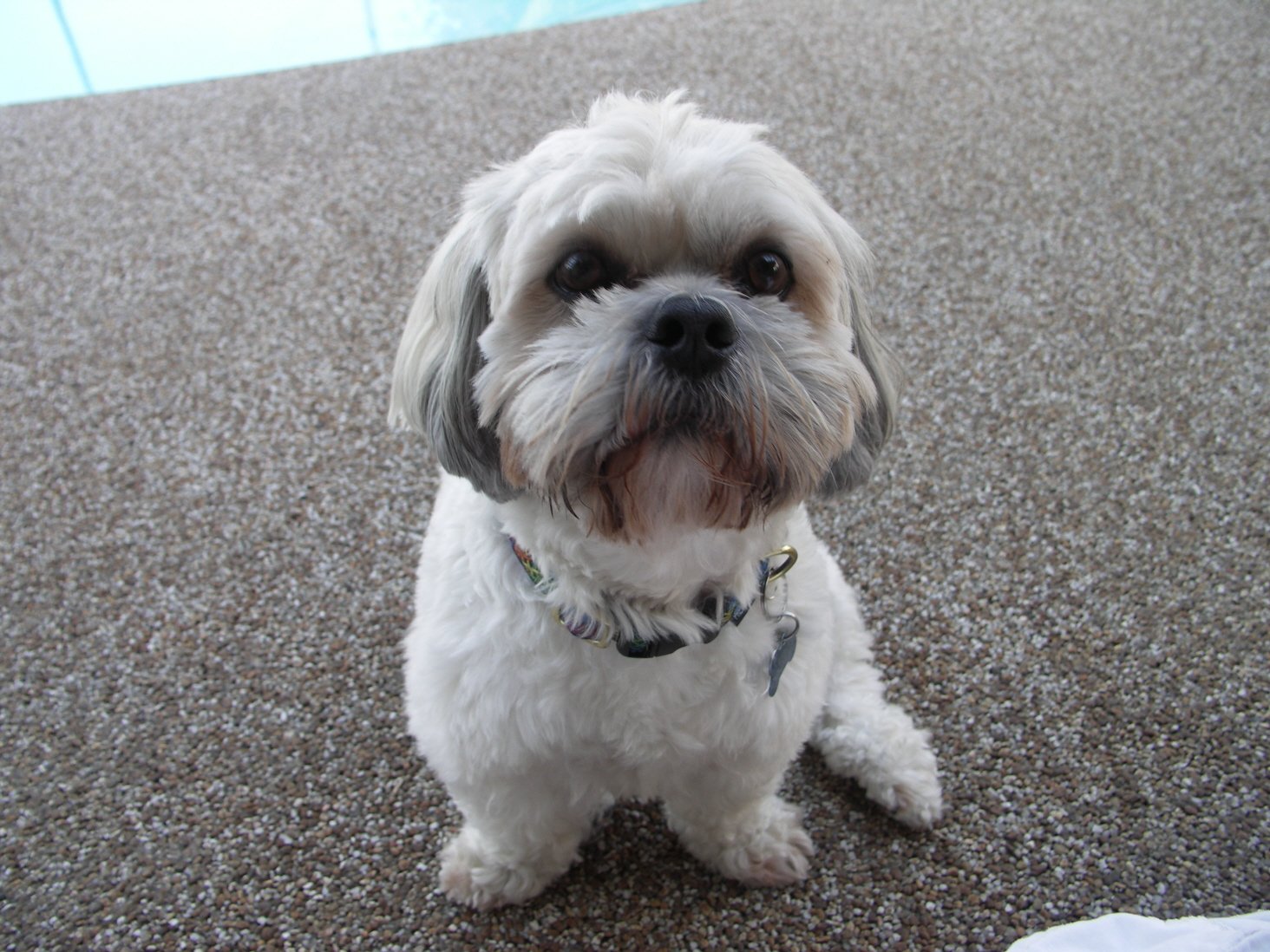 Shih Tzu — foto de referência