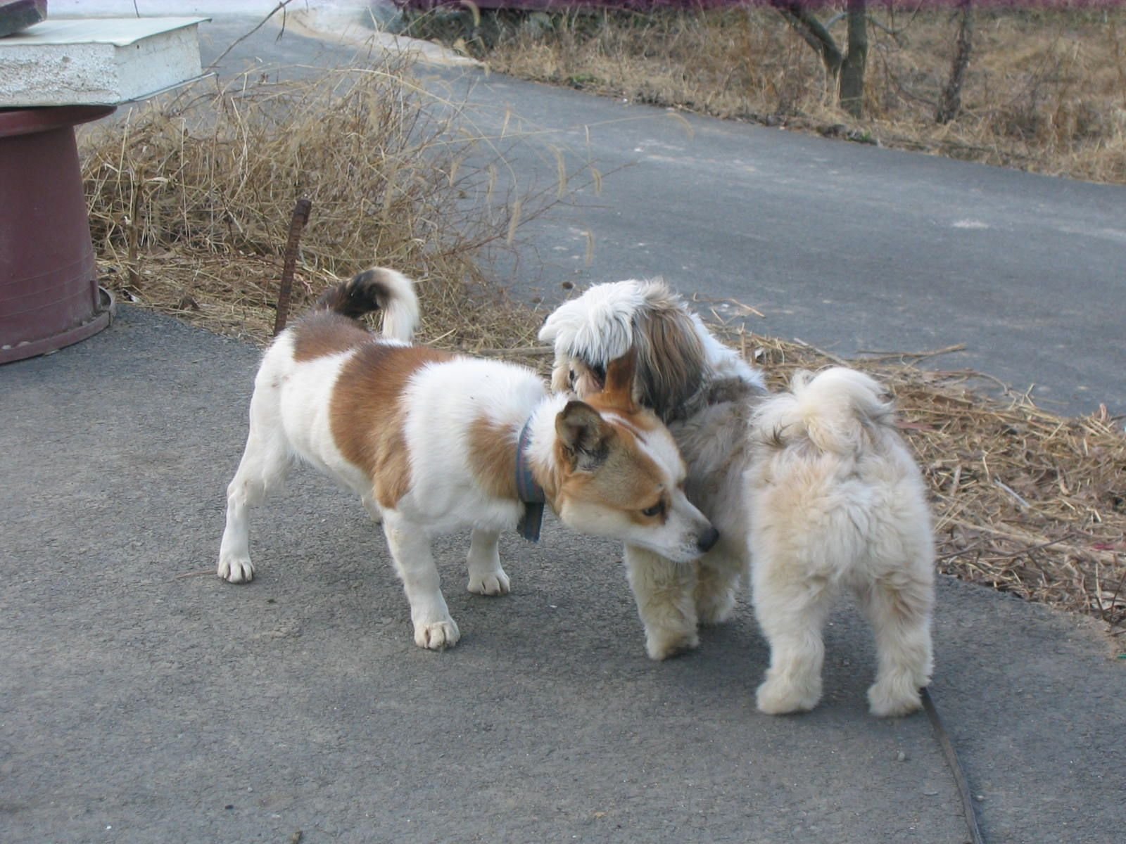 Shih Tzu — foto de referência