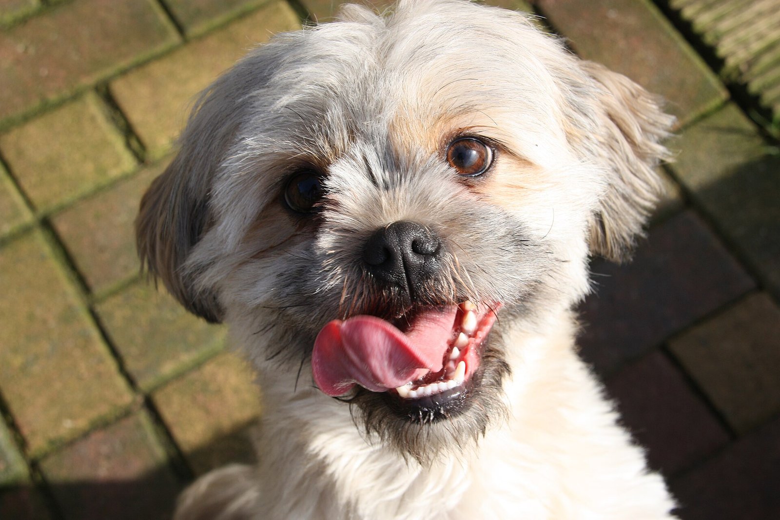 Shih Tzu — foto de referência