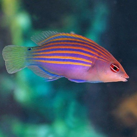 Six Line Wrasse — foto de referência