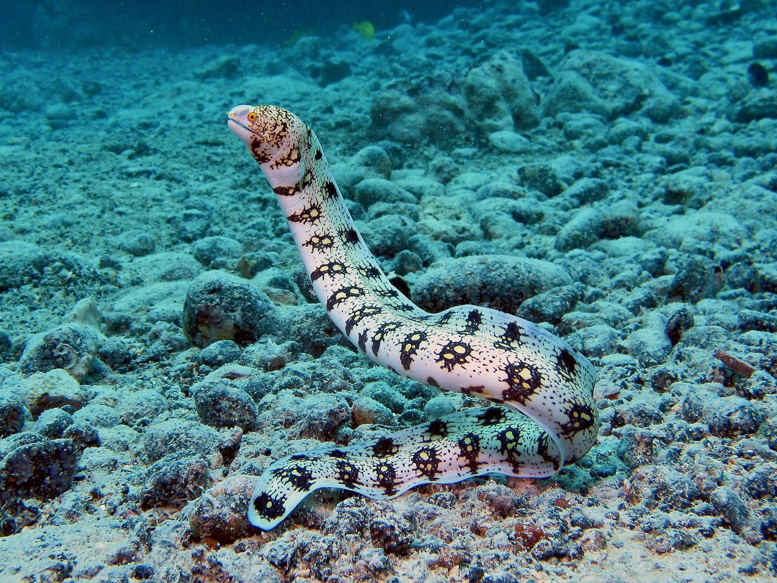 Snowflake Moray — foto de referência