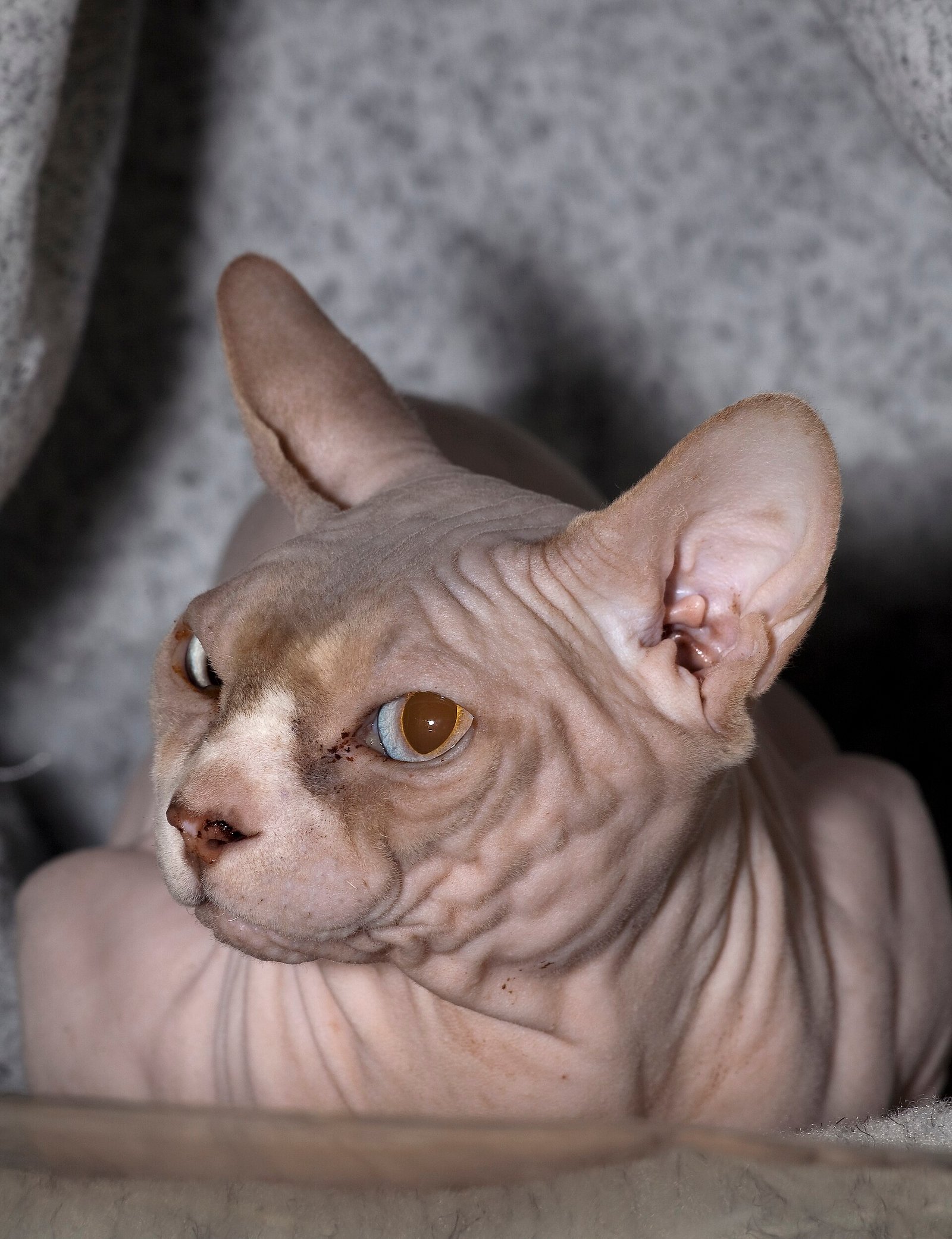 Sphynx — foto de referência