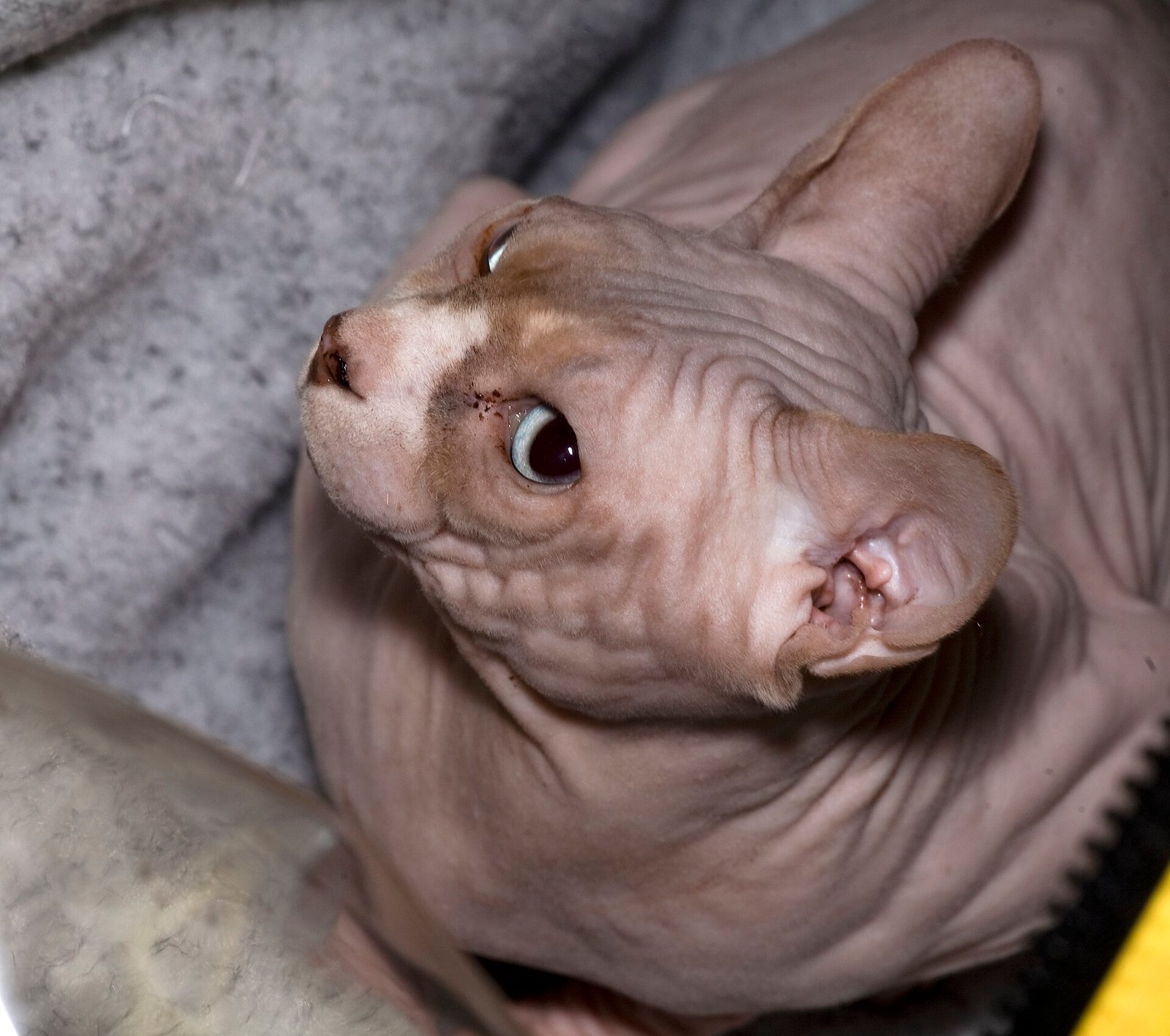 Sphynx — foto de referência