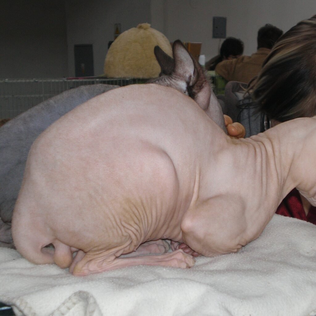 Sphynx