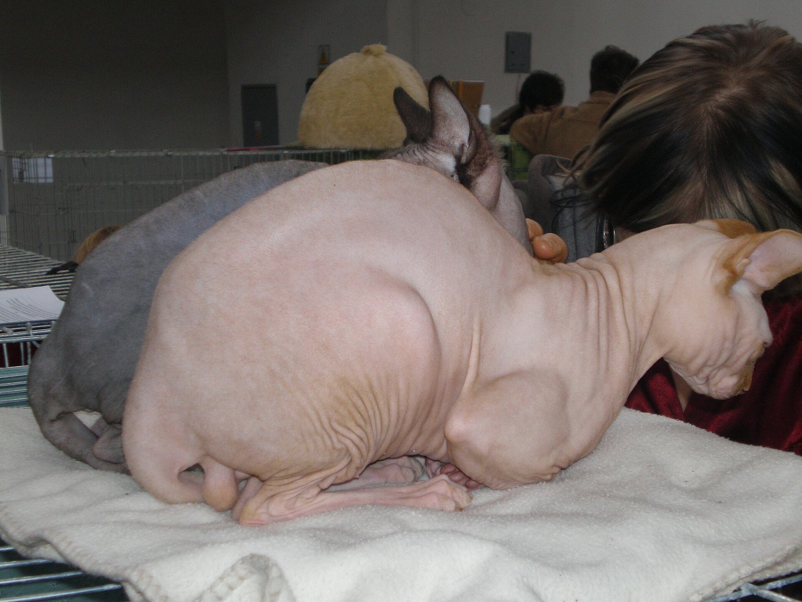 Sphynx — foto de referência
