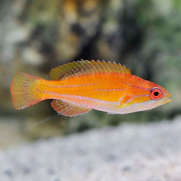 McCosker’s Flasher Wrasse