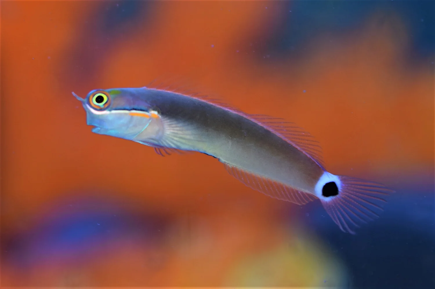 Tailspot Blenny — foto de referência