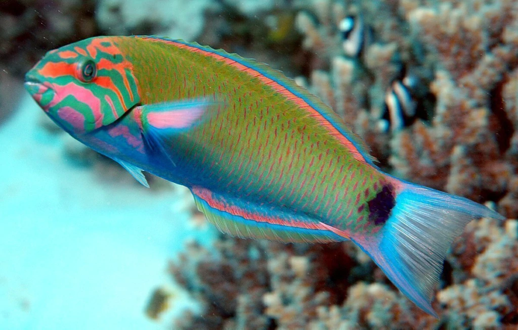 Thalassoma Lunare Wrasse