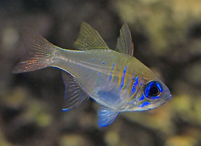 Threadfin Cardinalfish — foto de referência