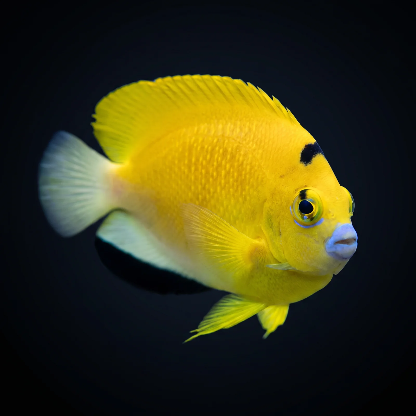 Flagfin Angelfish — foto de referência