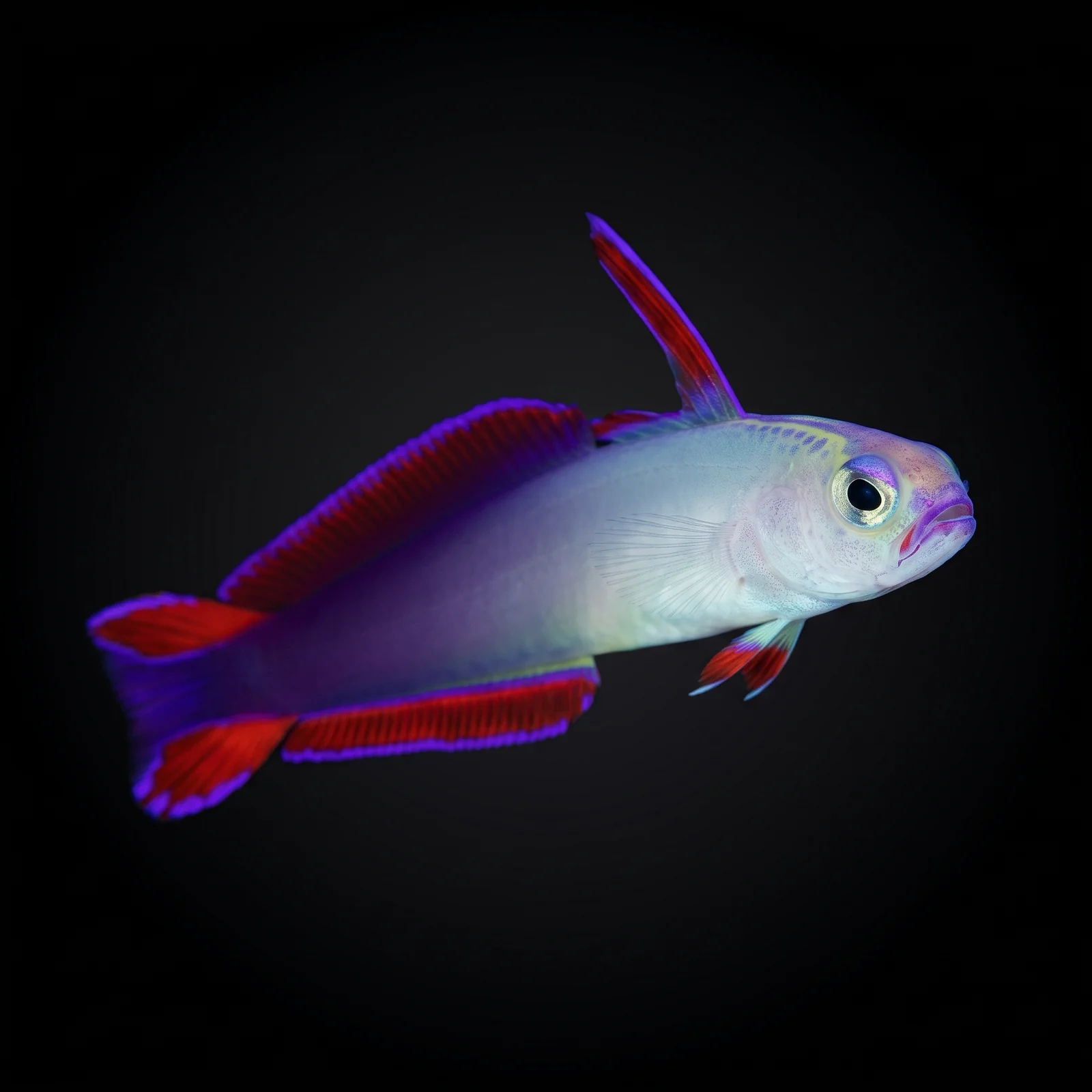 Purple Firefish — foto de referência