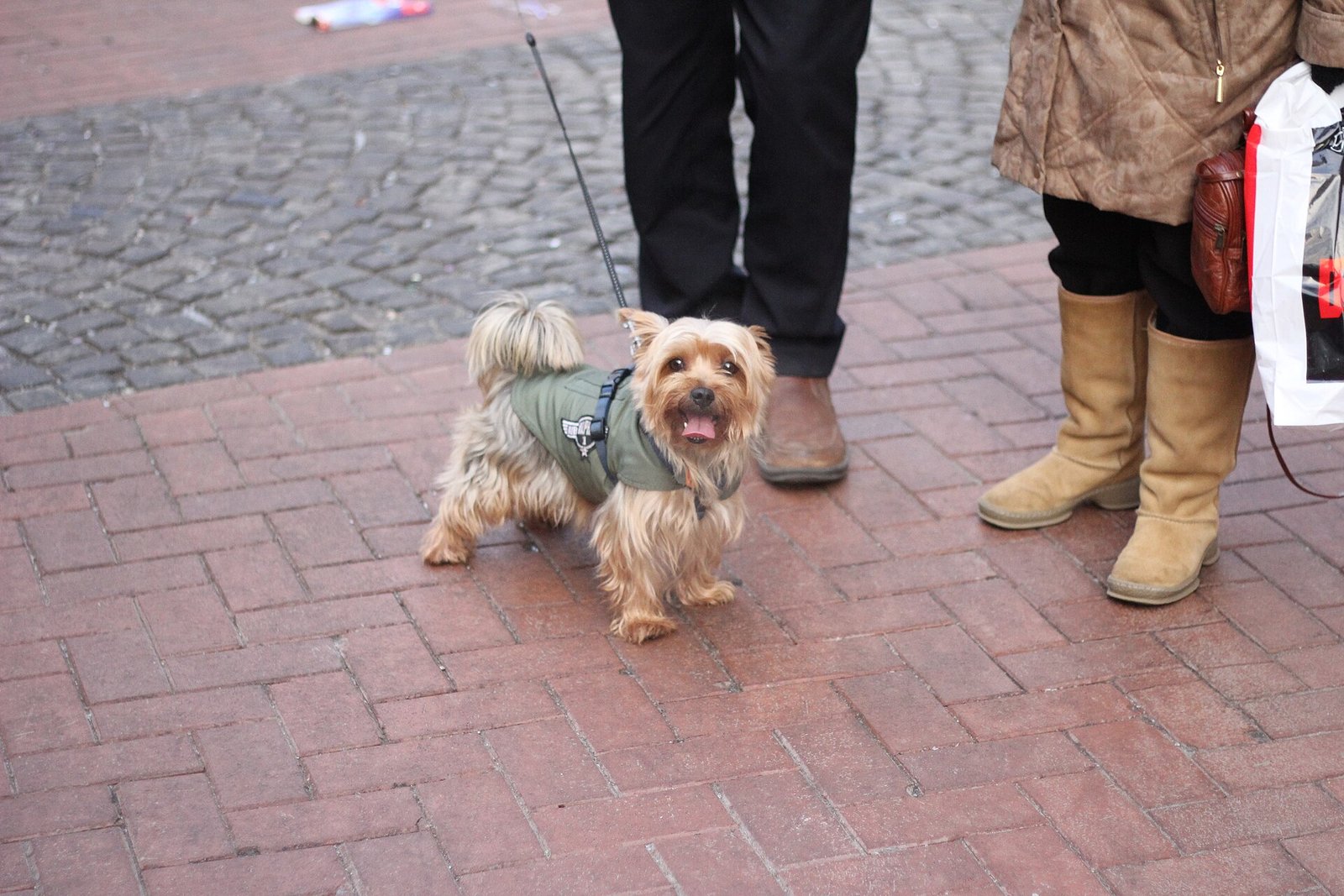 Yorkshire Terrier — foto de referência