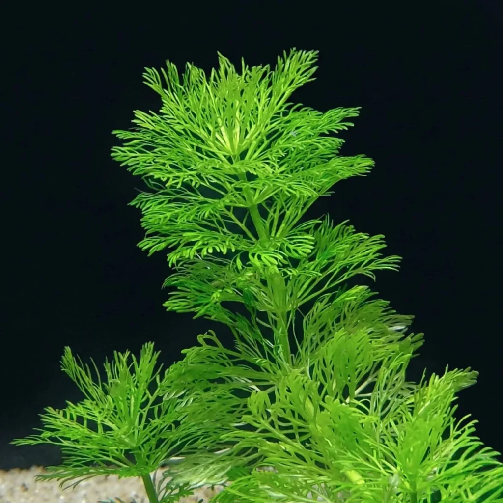 Planta Natural Limnophila Sensiflora