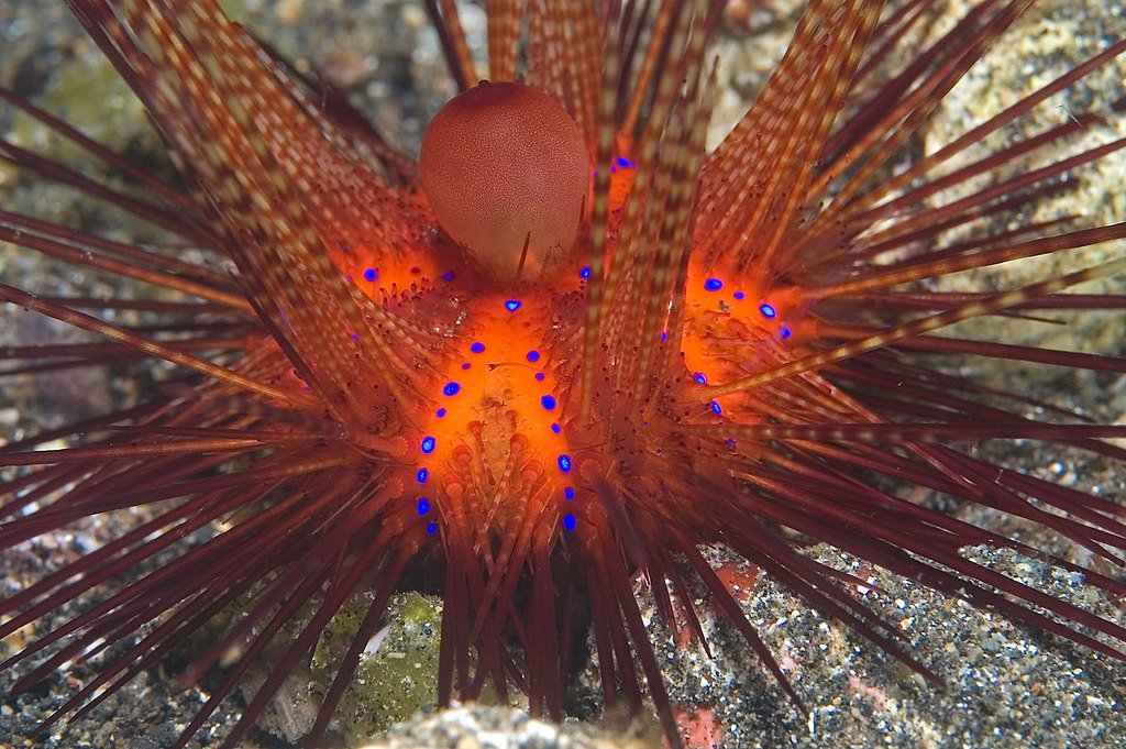 Blue Spotted Royal Urchin — foto de referência