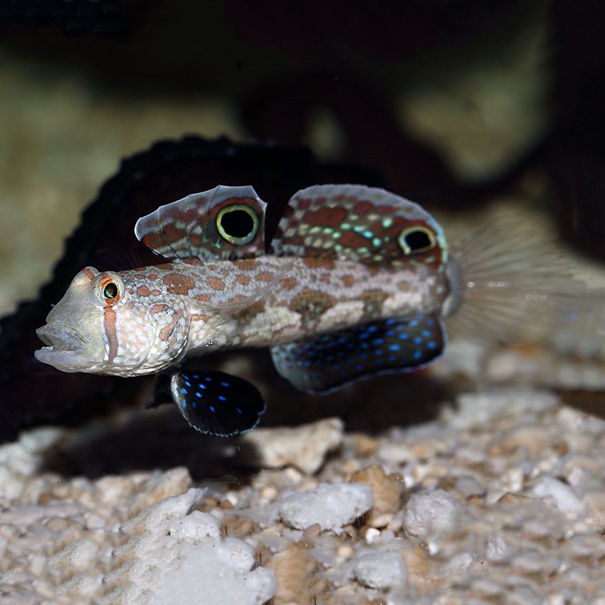 Twin Spot Goby — foto de referência
