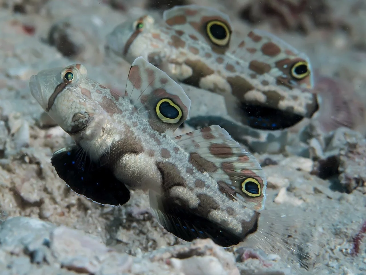 Twin Spot Goby — foto de referência