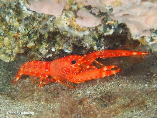 Red Lobster — Enoplometopus antillensis — foto de referência