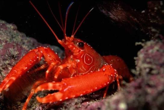 Red Lobster — Enoplometopus antillensis