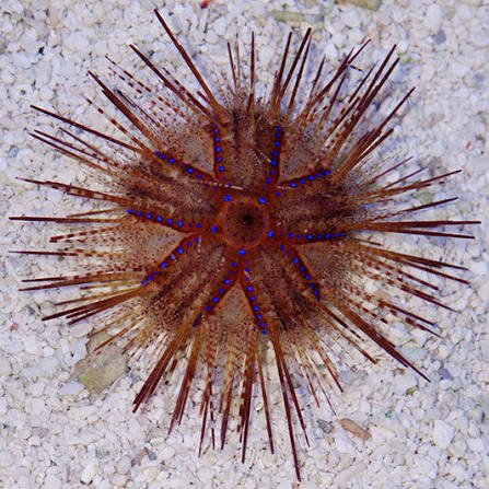 Blue Spotted Royal Urchin — foto de referência