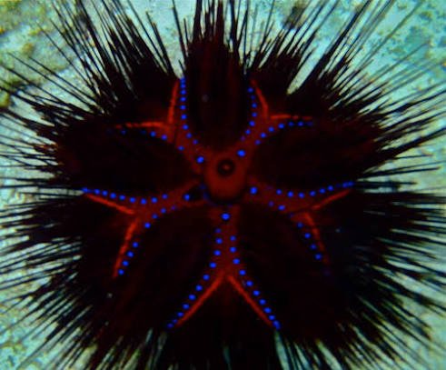 Blue Spotted Royal Urchin