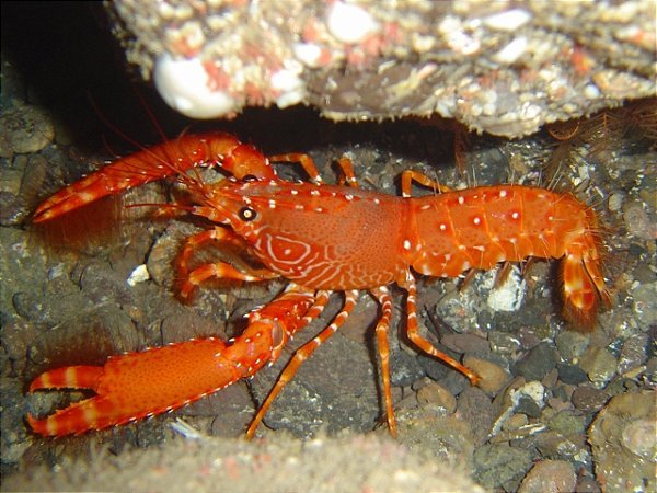 Red Lobster — Enoplometopus antillensis — foto de referência