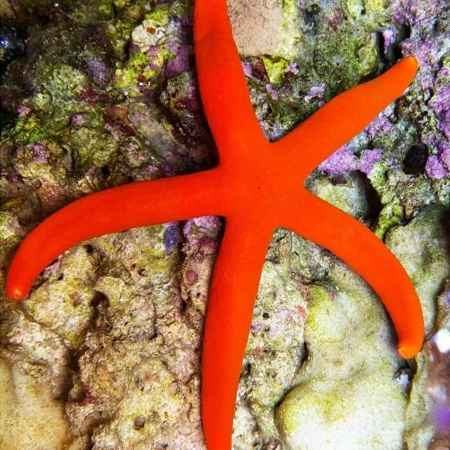 Orange Linckia Starfish — foto de referência