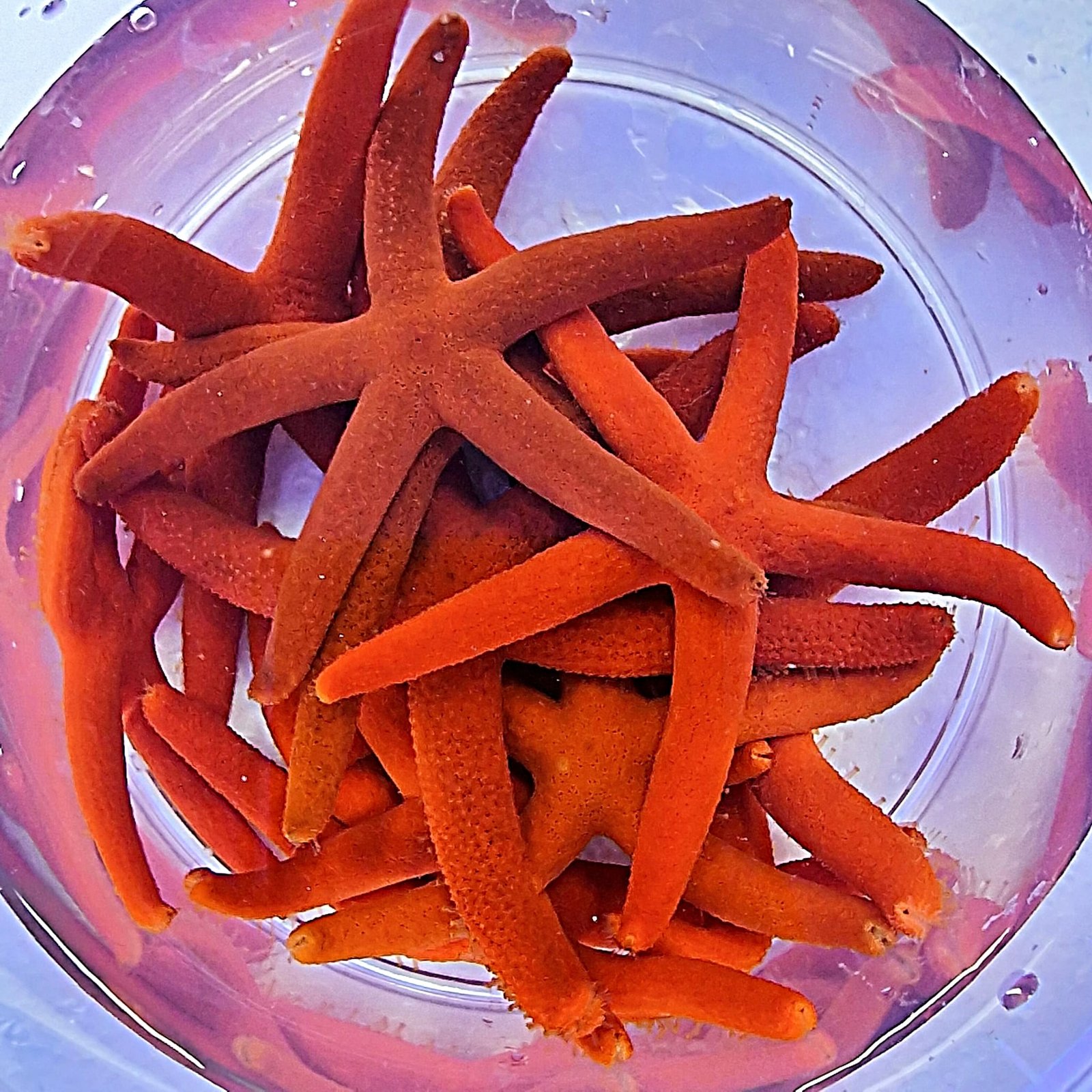 Orange Linckia Starfish — foto de referência