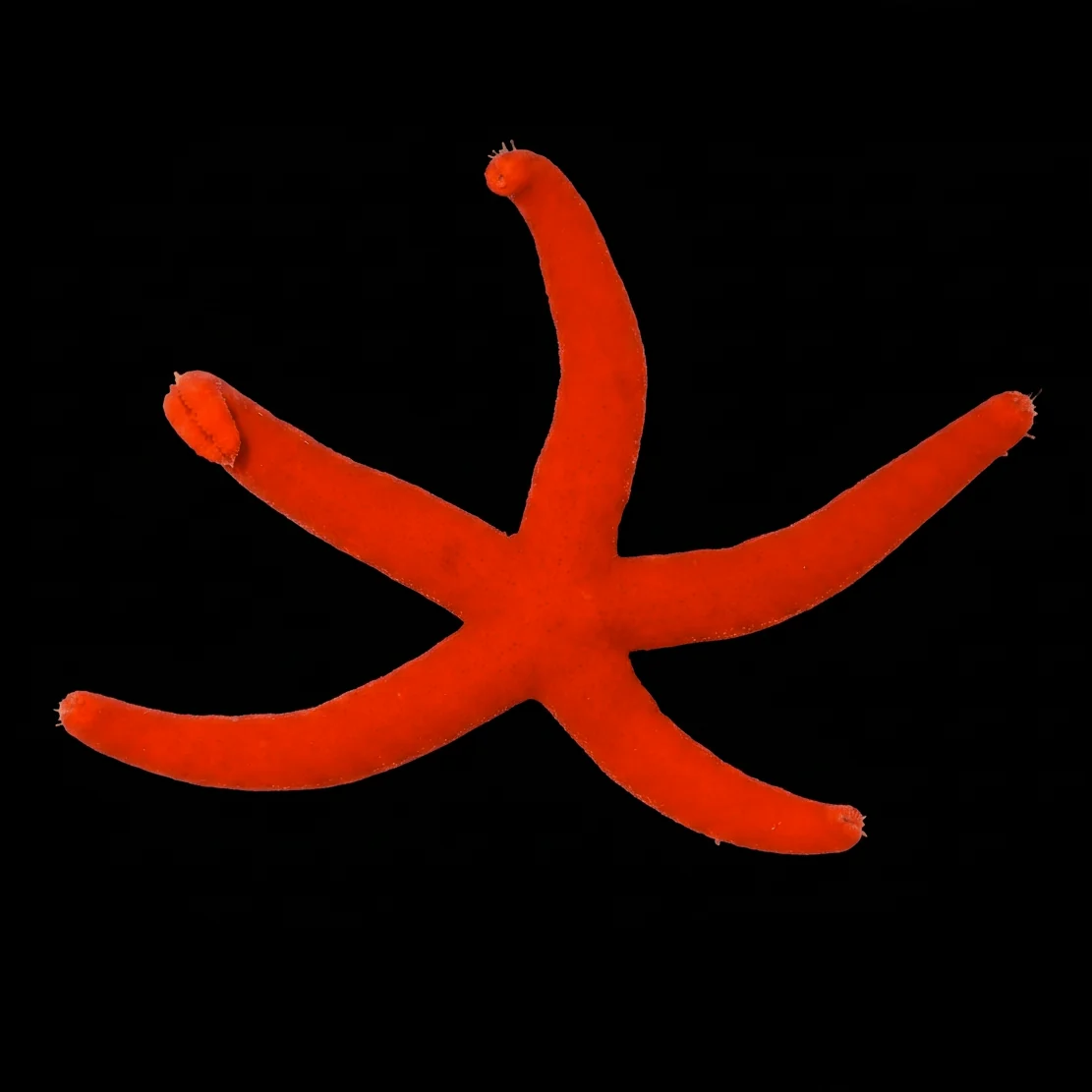 Orange Linckia Starfish — foto de referência