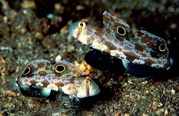Twin Spot Goby