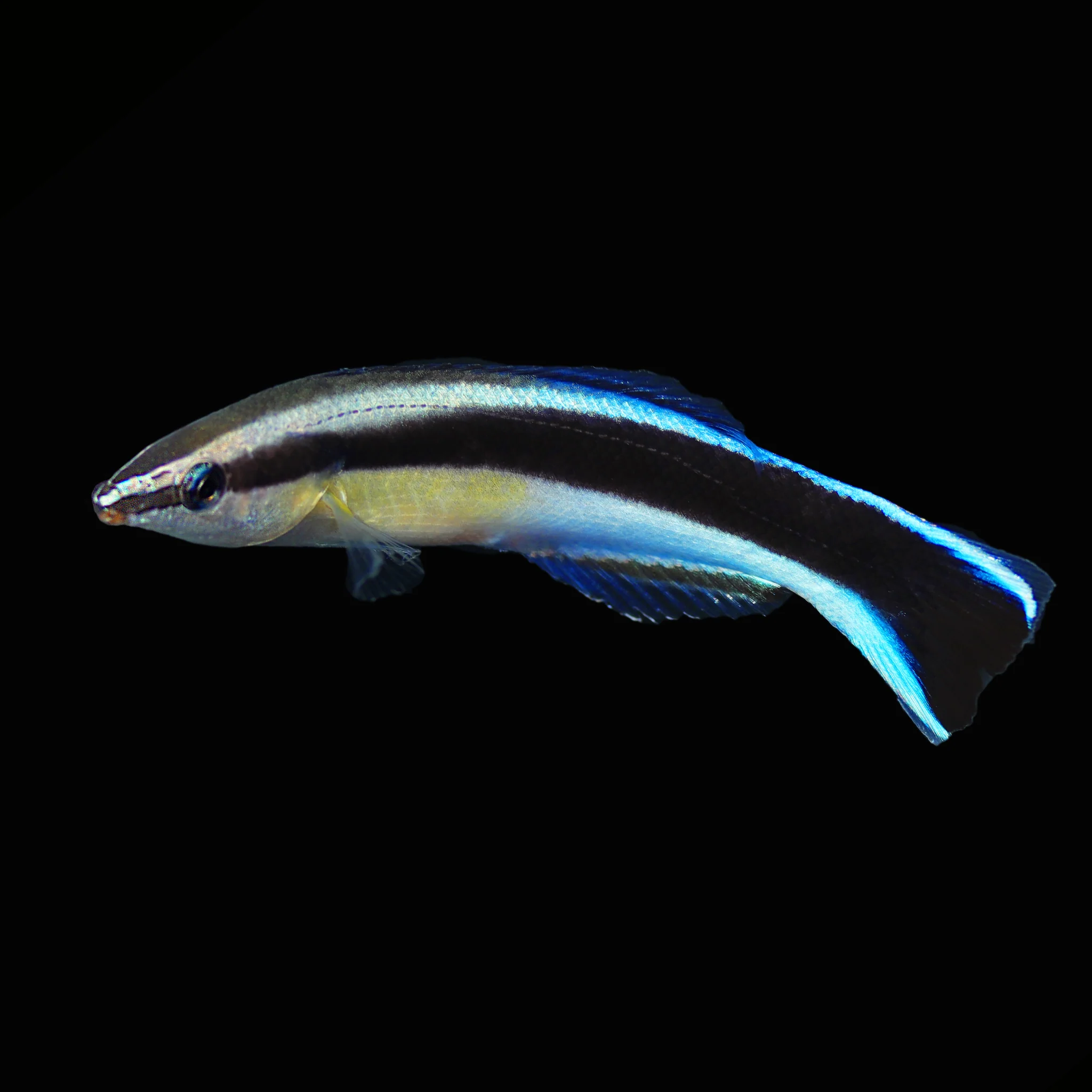 Cleaner Wrasse