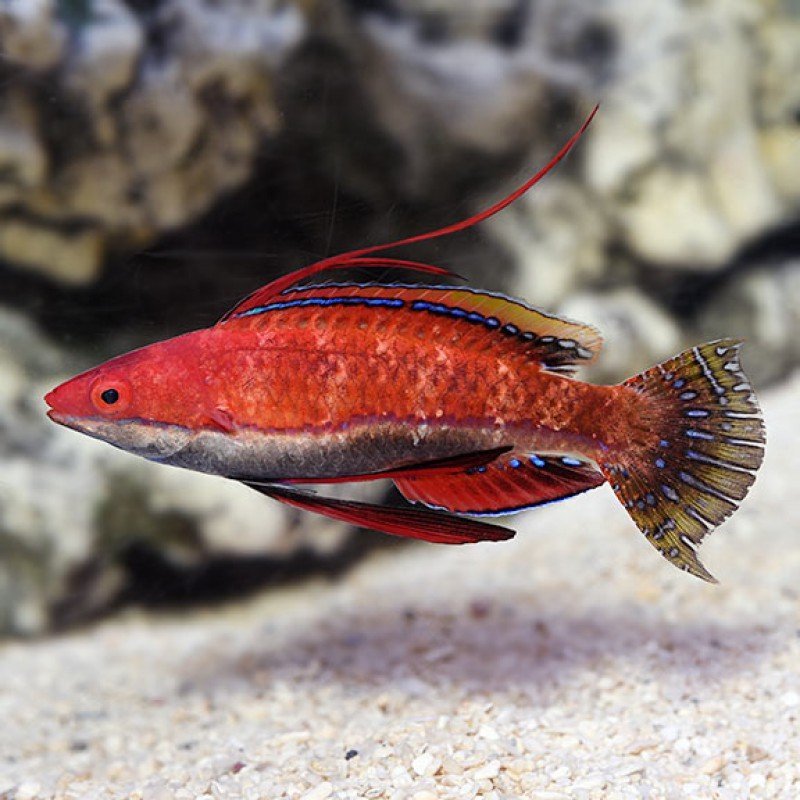 Long Fin Wrasse