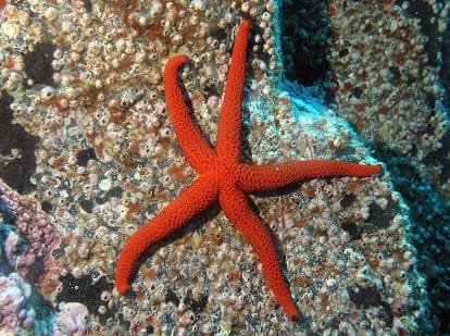 Orange Red Starfish SRI LANKA