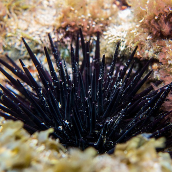 Ouriço Black urchin