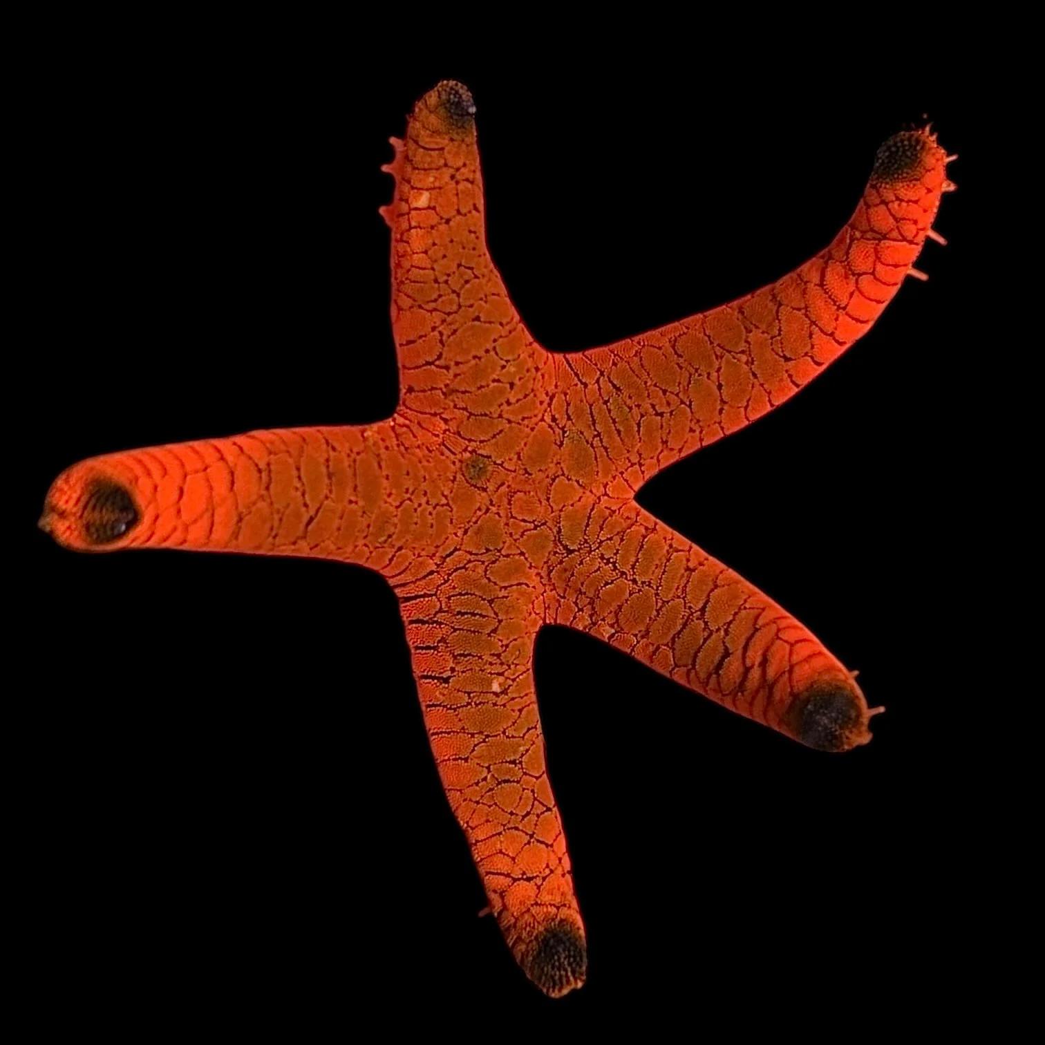 Red Tip Starfish lusan