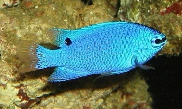 Blue Devil Damsel