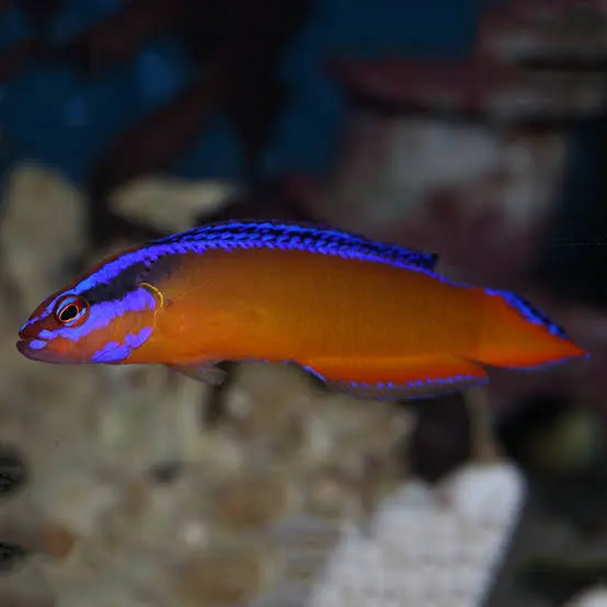Pseudochromis aldabraensis