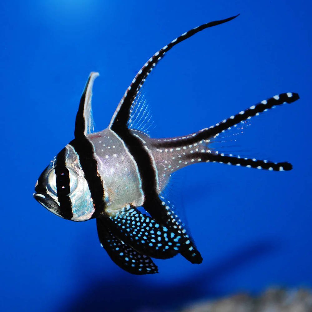 Banggai Cardinal