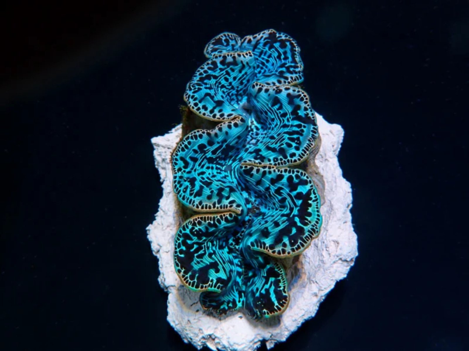 Tridacna Máxima