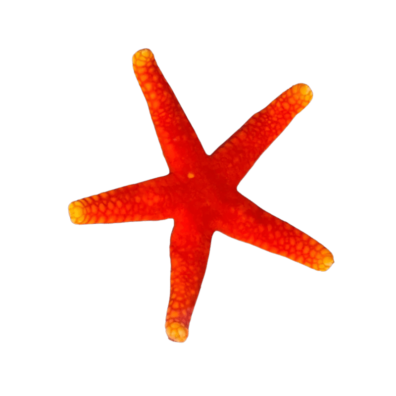 Yellow tip Red Starfish (Fromia)