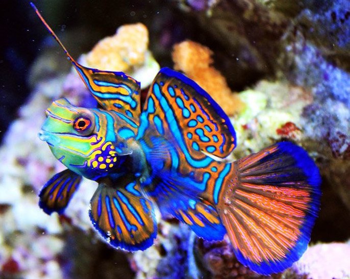 Mandarin Red Green