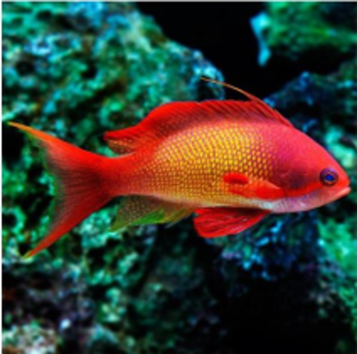 Squamipinnis Anthias MALE