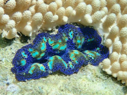 Tridacna Crocea